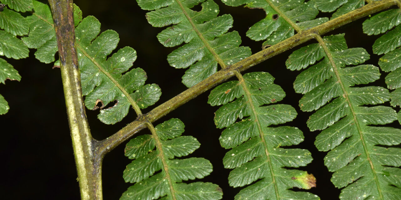 Diplazium sp. aff. vesiculosum