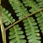 Diplazium sp. aff. vesiculosum