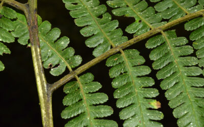 Diplazium sp. aff. vesiculosum