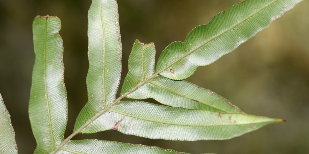 Lomaridium acutum