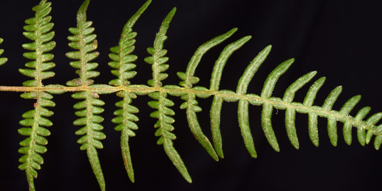 Pteridium arachnoideum