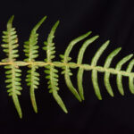 Pteridium arachnoideum