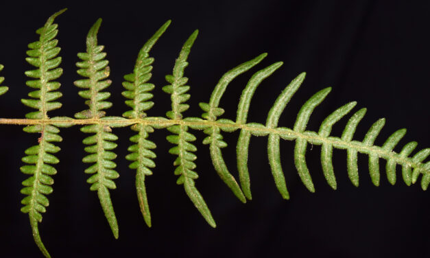 Pteridium arachnoideum