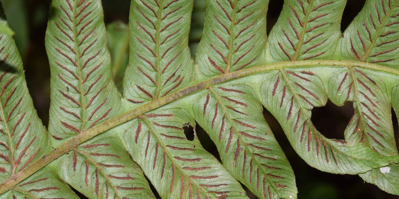 Diplazium macrophyllum