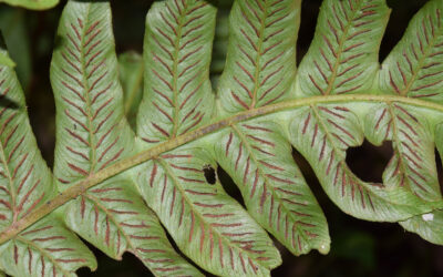 Diplazium macrophyllum