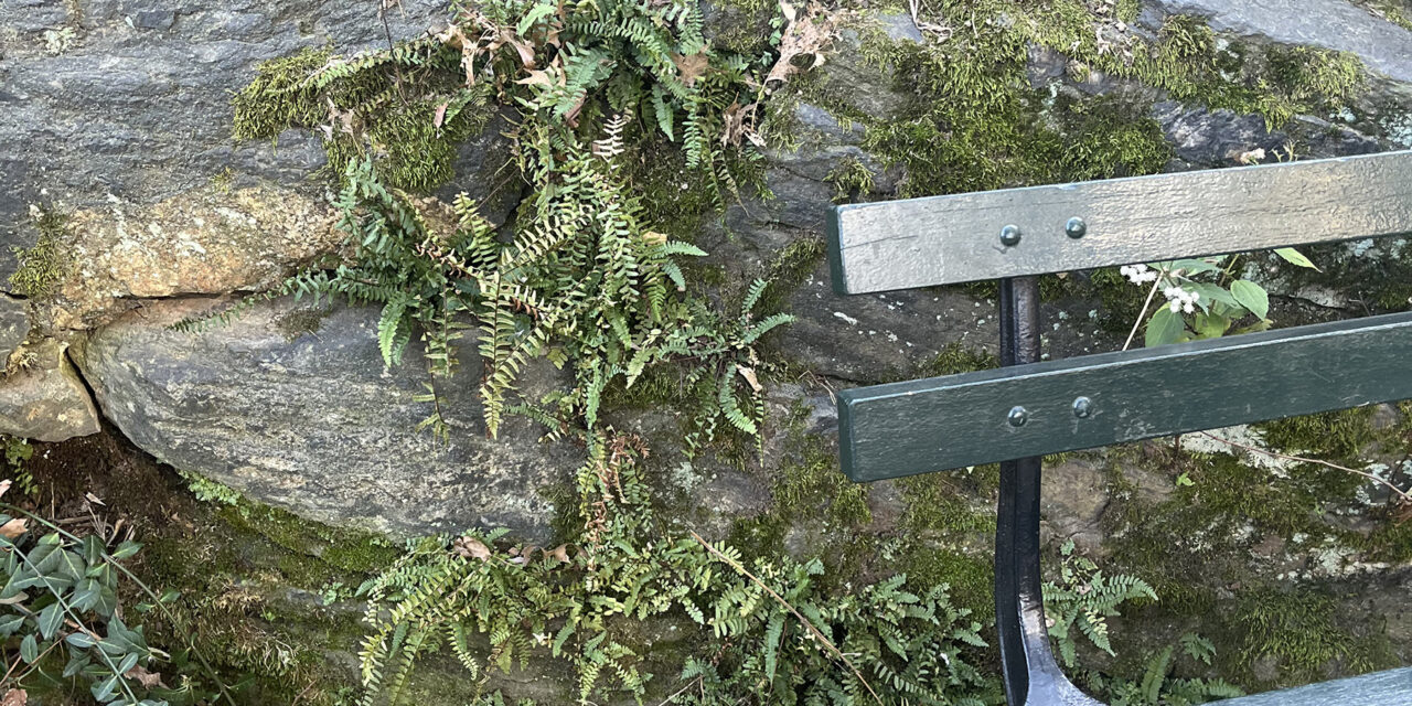 Asplenium platyneuron