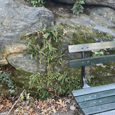 IMG_2629 (Asplenium platyneuron)