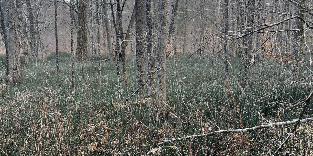 Equisetum hyemale