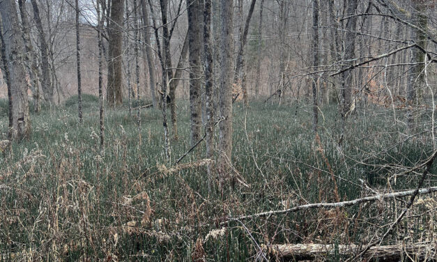 Equisetum hyemale