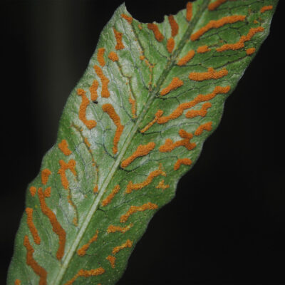 DSC_0230 (Pleopeltis bradeorum)