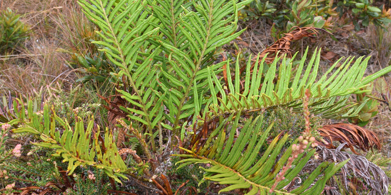 Lomariocycas columbiensis x L. schomburgkii