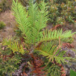 Lomariocycas columbiensis x L. schomburgkii