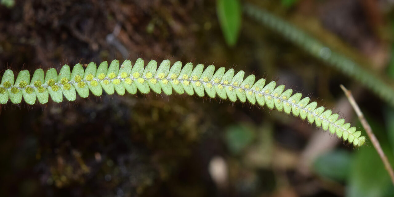 Moranopteris hyalina