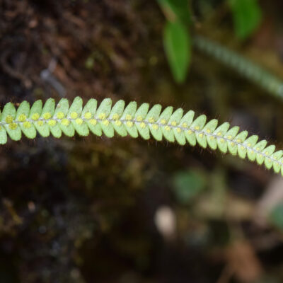 DSC_0614 (Moranopteris hyalina)