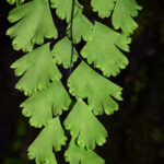 DSC_0779 (Adiantum raddianum)
