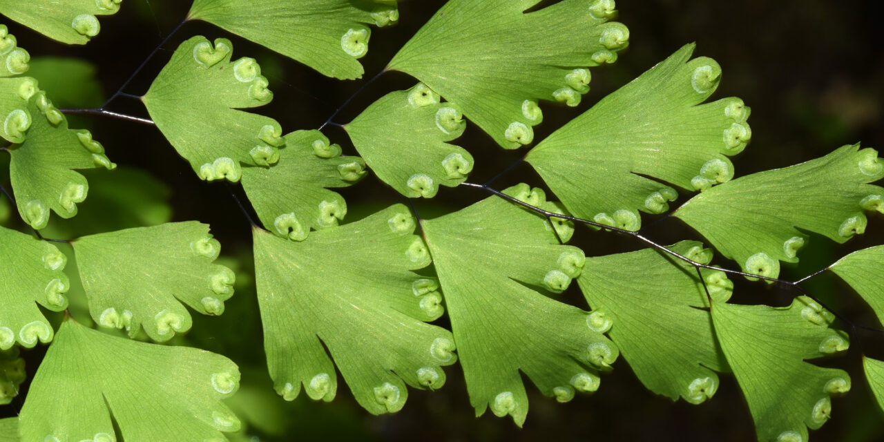 Adiantum raddianum