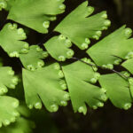 Adiantum raddianum