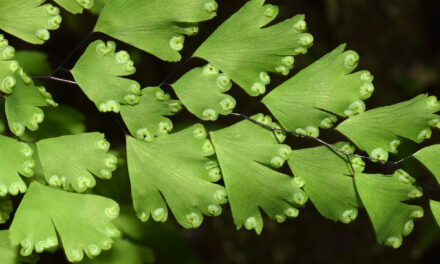 Adiantum raddianum