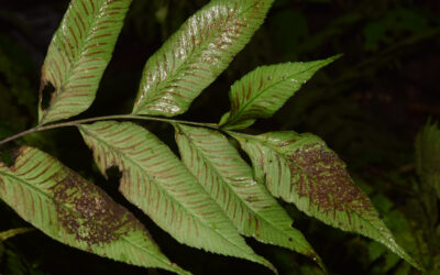 Diplazium roemerianum