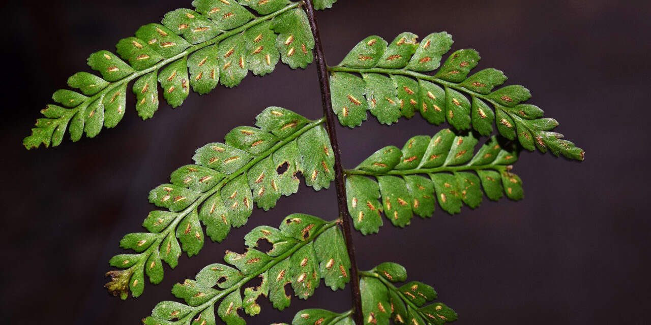 Asplenium flabellulatum