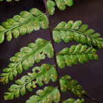 Asplenium flabellulatum