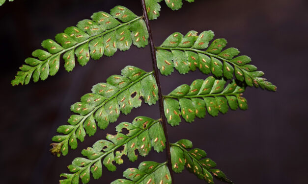 Asplenium flabellulatum