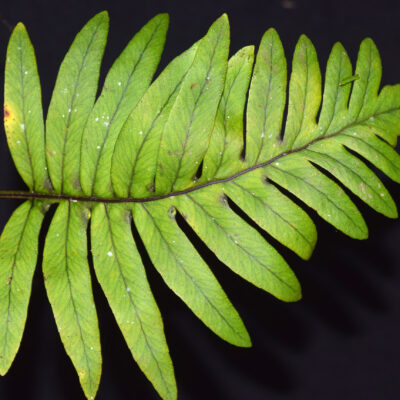 DSC_0851 (Pleopeltis fraseri)