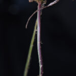 DSC_7715_smaller (Pleopeltis remota)