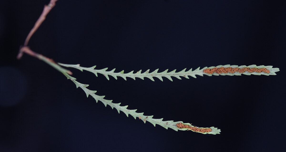 Cochlidium serrulatum