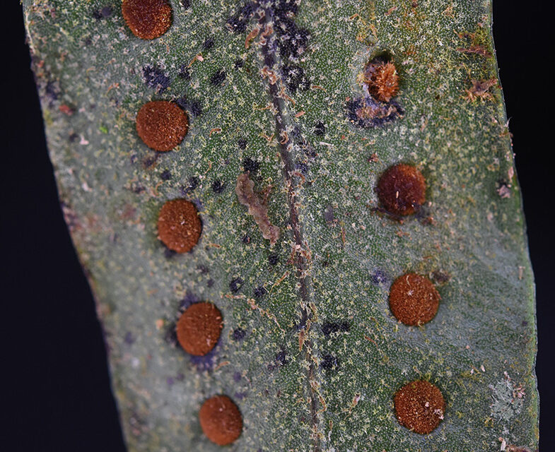 Microgramma dictyophylla