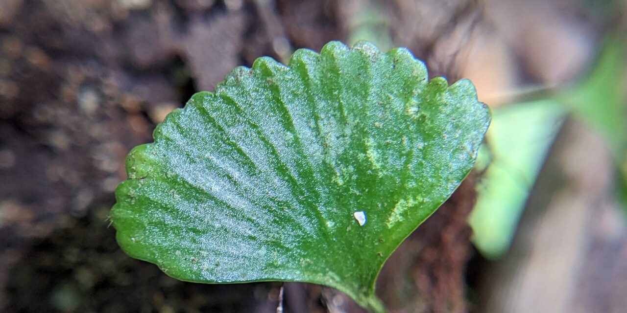 Elaphoglossum peltatum forma standleyi