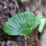 Elaphoglossum peltatum forma standleyi