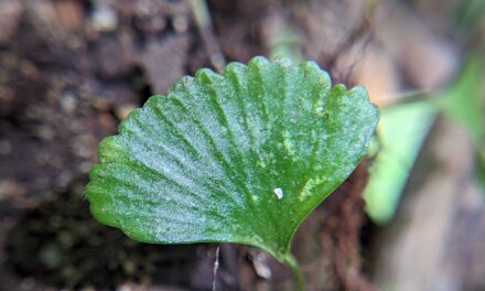 Elaphoglossum peltatum forma standleyi