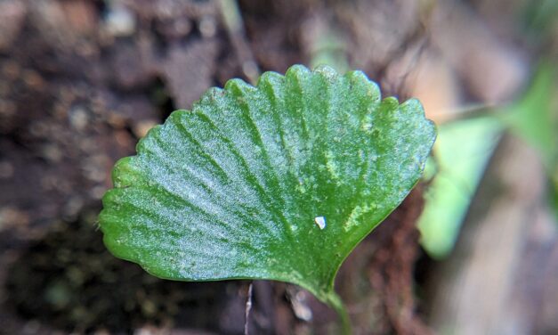 Elaphoglossum peltatum forma standleyi