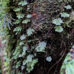 Didymoglossum sp – Hymenophyllaceae – Rachel and Dwight Crandell Memorial Reserve (2) (Didymoglossum sp)