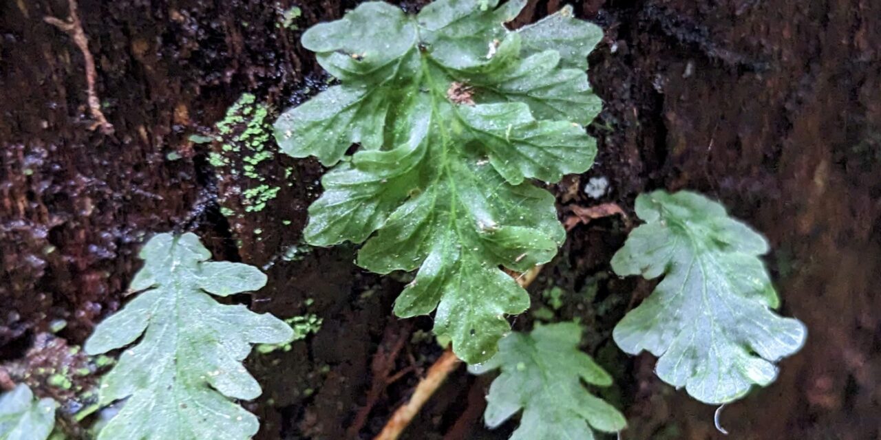 Didymoglossum sp