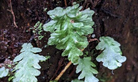 Didymoglossum sp