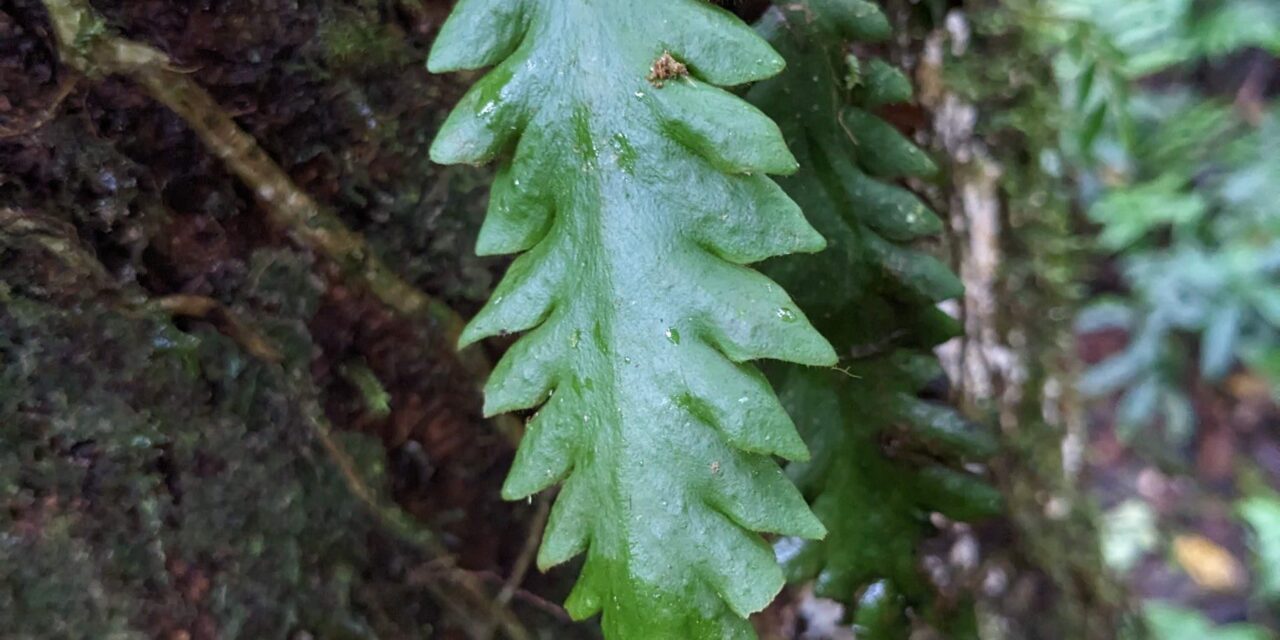 Enterosora trifurcata