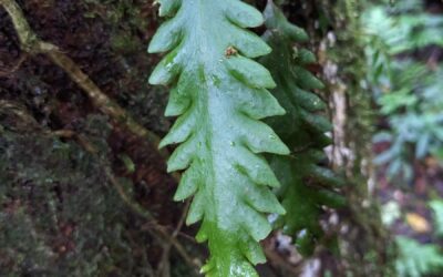 Enterosora trifurcata