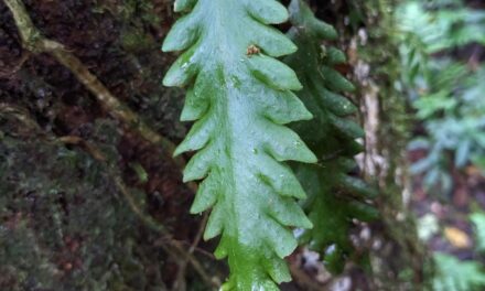 Enterosora trifurcata