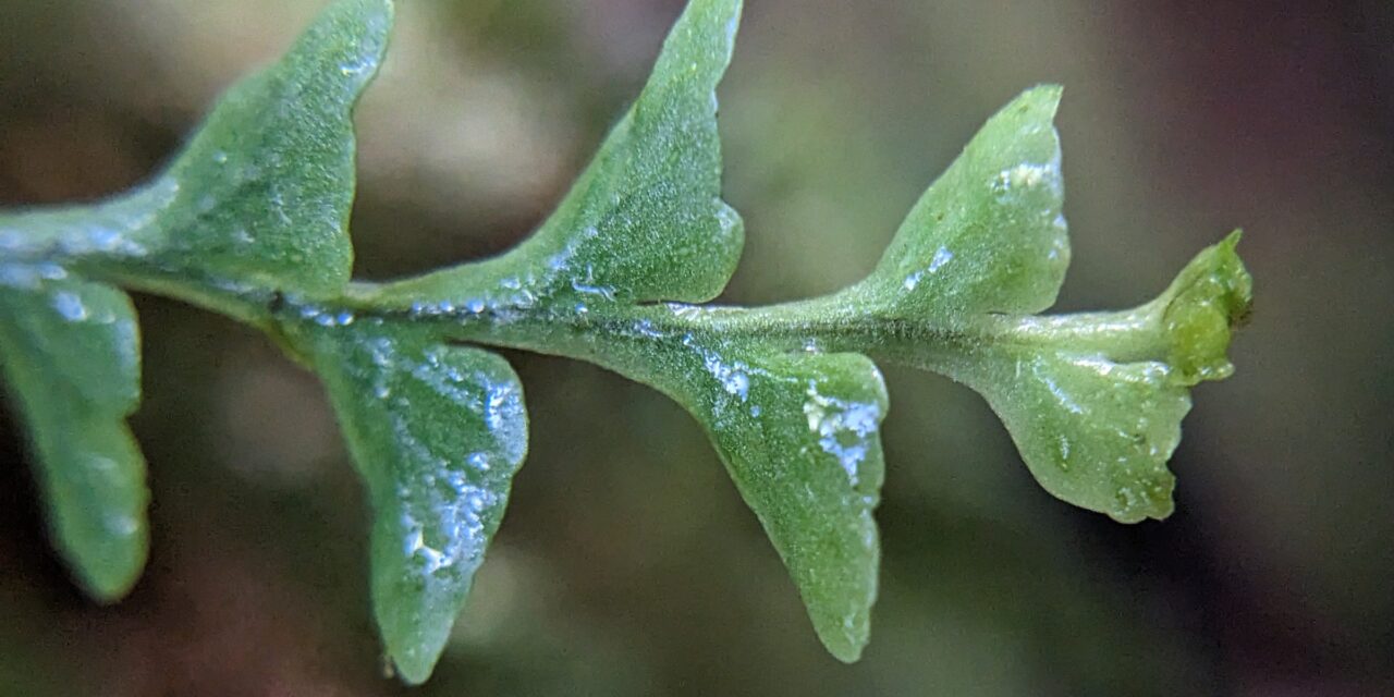 Lellingeria phlegmaria