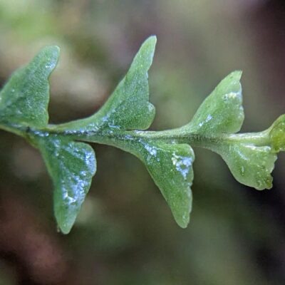 Lellingeria sp – Polypodiaceae – Paraiso Quetzal Lodge (4) (Lellingeria phlegmaria)