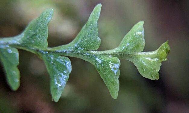 Lellingeria phlegmaria