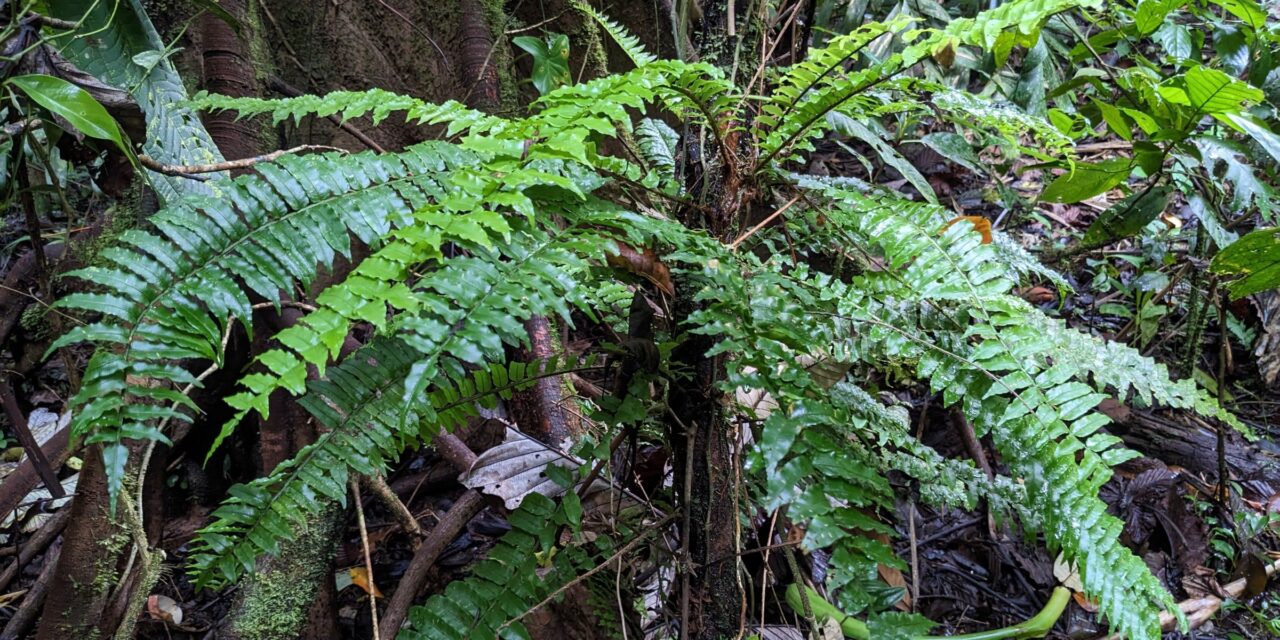 Lomariopsis vestita