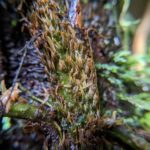 Lomariopsis sp – Lomariopsidaceae – El Silencio (16) (Lomariopsis vestita)
