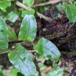 Lomariopsis sp – Lomariopsidaceae – El Silencio (3) (Lomariopsis vestita)