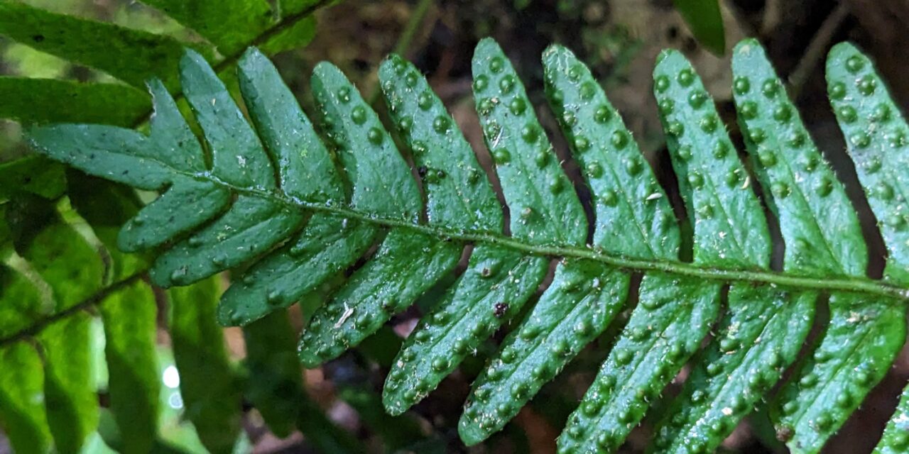 Pleopeltis polypodioides