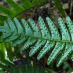 Pleopeltis polypodioides