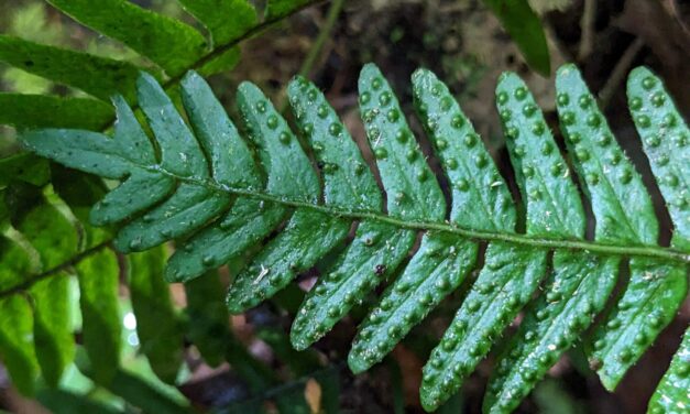 Pleopeltis polypodioides