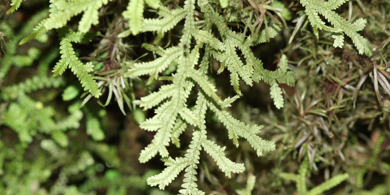 Selaginella applanata